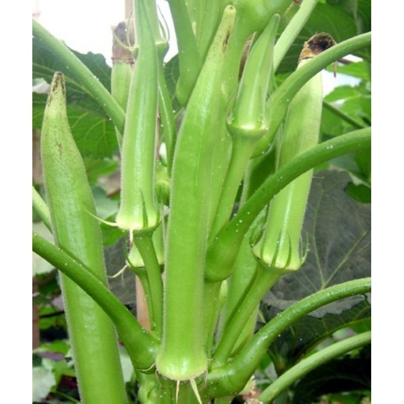 2000 Sementes Quiabo Quimbobô Santa Cruz Precoce. em Oferta na Shopee