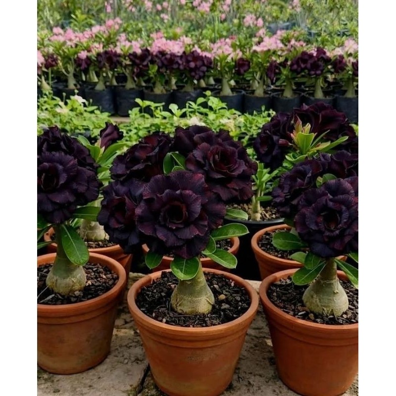 🌺 Kit 3 Sementes Rosa do Deserto Preta Rara Flor da Morte Tripla - Adenium para Vaso Jardim 🥀