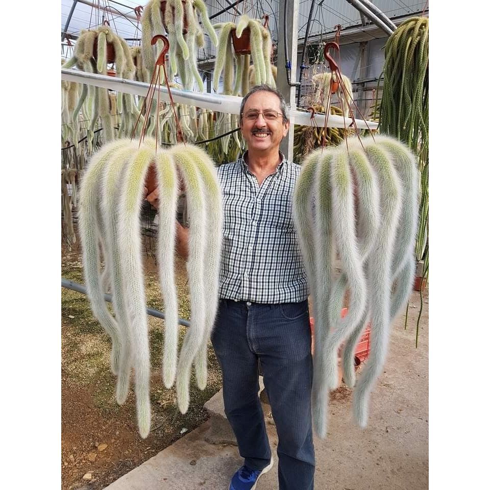 100 sementes cacto rabo de macaco gigante com manual de cultivo pronta entrega envio em 24h em Oferta na Shopee