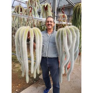 100 sementes cacto rabo de macaco gigante com manual de cultivo pronta entrega envio em 24h em Oferta na Shopee