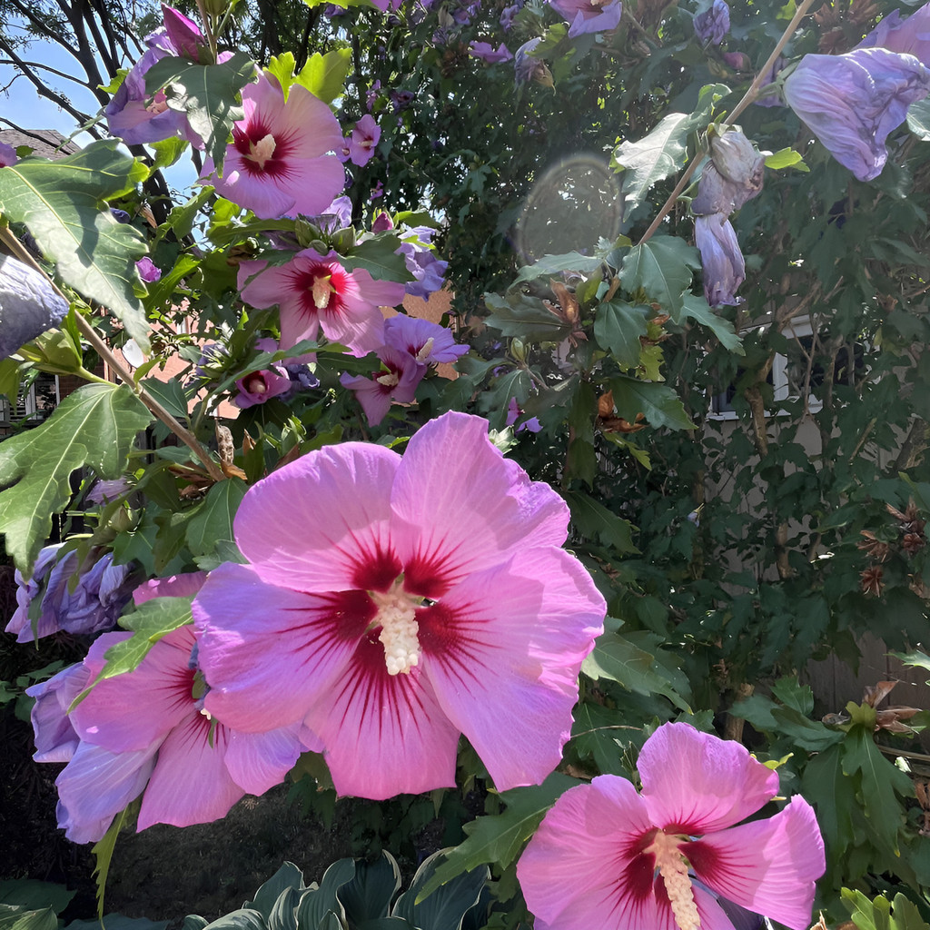 Sementes naturais Sementes De Hibisco Em Vaso Para Plantas E Floração Rápida crescimento garantido