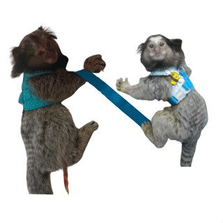 Coleira Peitoral Luxo Sagui Porquinho Da Índia Guia em Oferta na Shopee