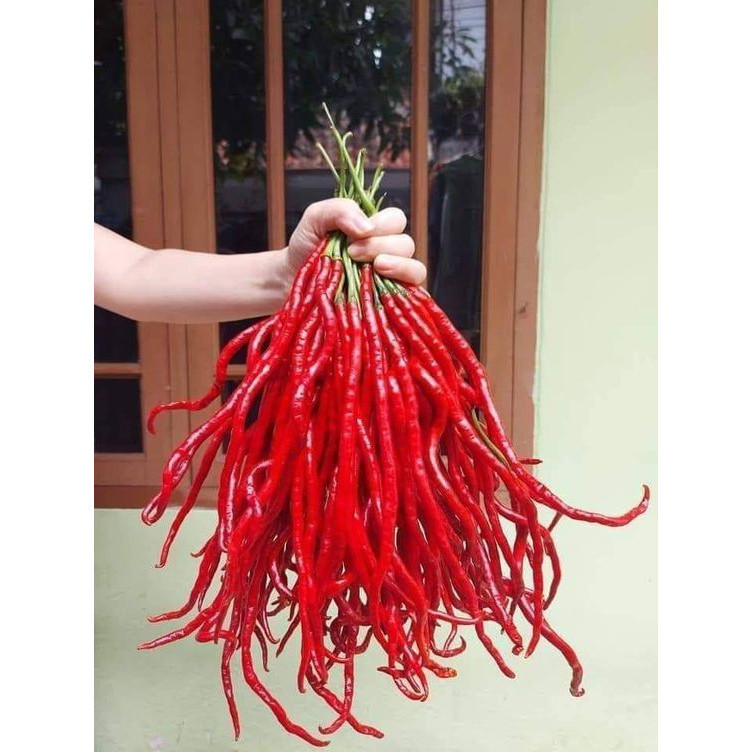100 sements pimenta chifre do diabo com manual de cultivo II FN