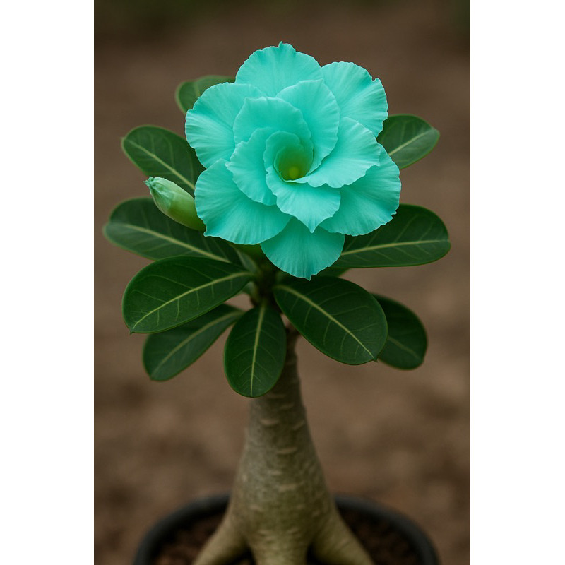 🌵 Rosa do Deserto Adenium Blue Tiffany 💎✨ | Semente Rara 💠 Cor Exclusiva 🦋