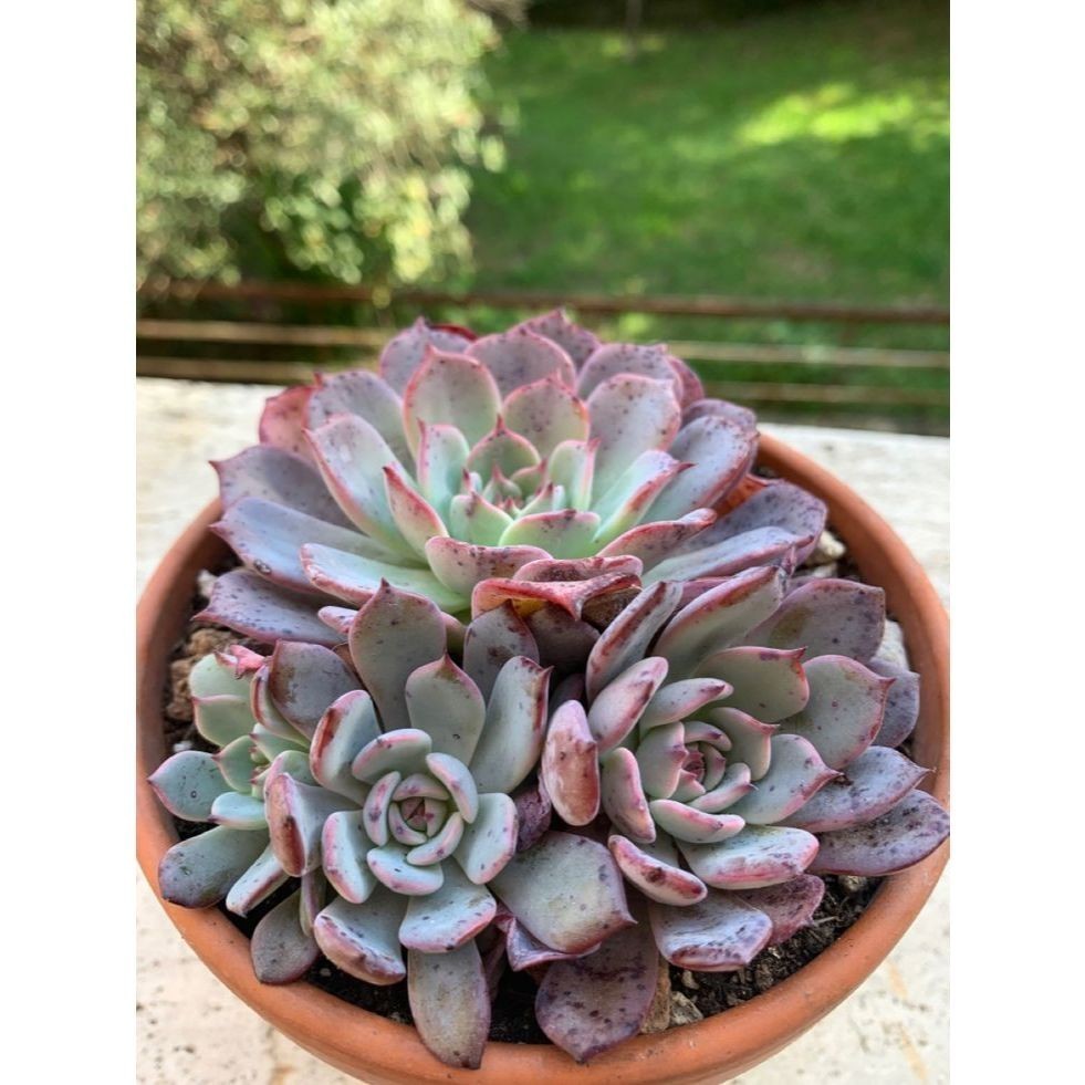 100 sementes suculenta Faucaria subintegra com manual de cultivo pronta entrega envio em 24h NV