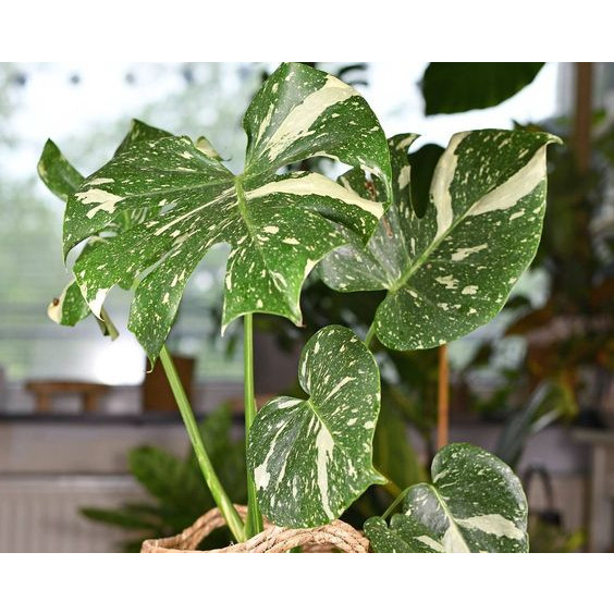 100 sements Monstera ‘Thai Constellation com manual de cultivo