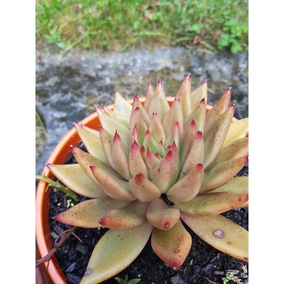 100 sementes suculenta Agave 'Sharkskin' com manual de cultivo pronta entrega envio em 24h NV