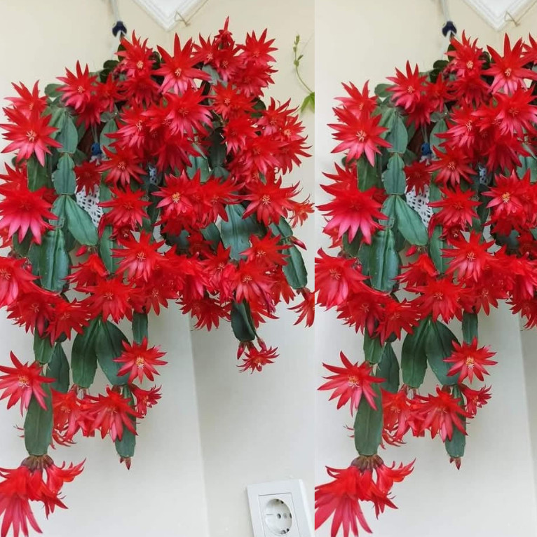 PROMOÇAO sementes puras OPORTUNIDADE 100 sements de flor de maio vermelha na liquidação pra fazer plantas y7 Premium OPO