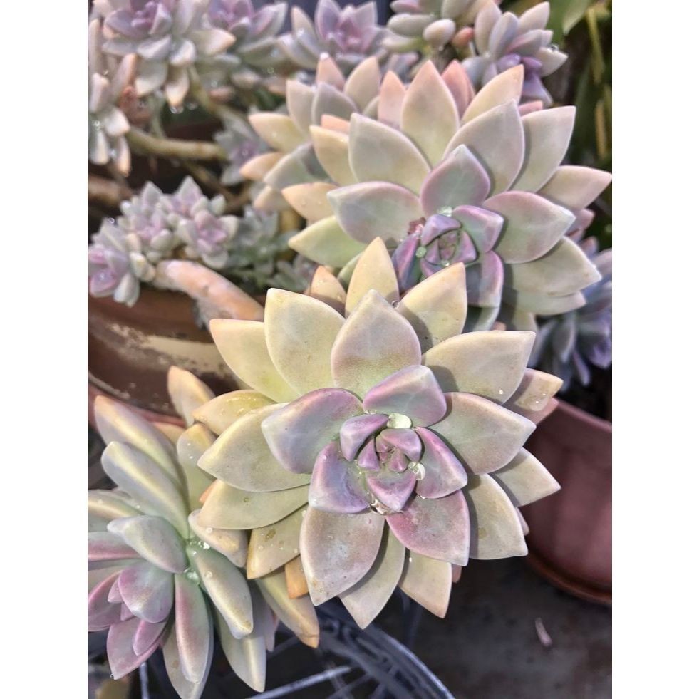 100 sementes suculenta Kalanchoe pinnata com manual de cultivo pronta entrega envio em 24h NV NV
