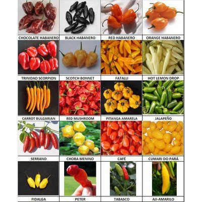 100 sements pimentas sortidas mix especies com manual de cultivo NV