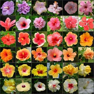 100 sementes hibisco sortidos mix de especies com manual de cultivo em Oferta na Shopee