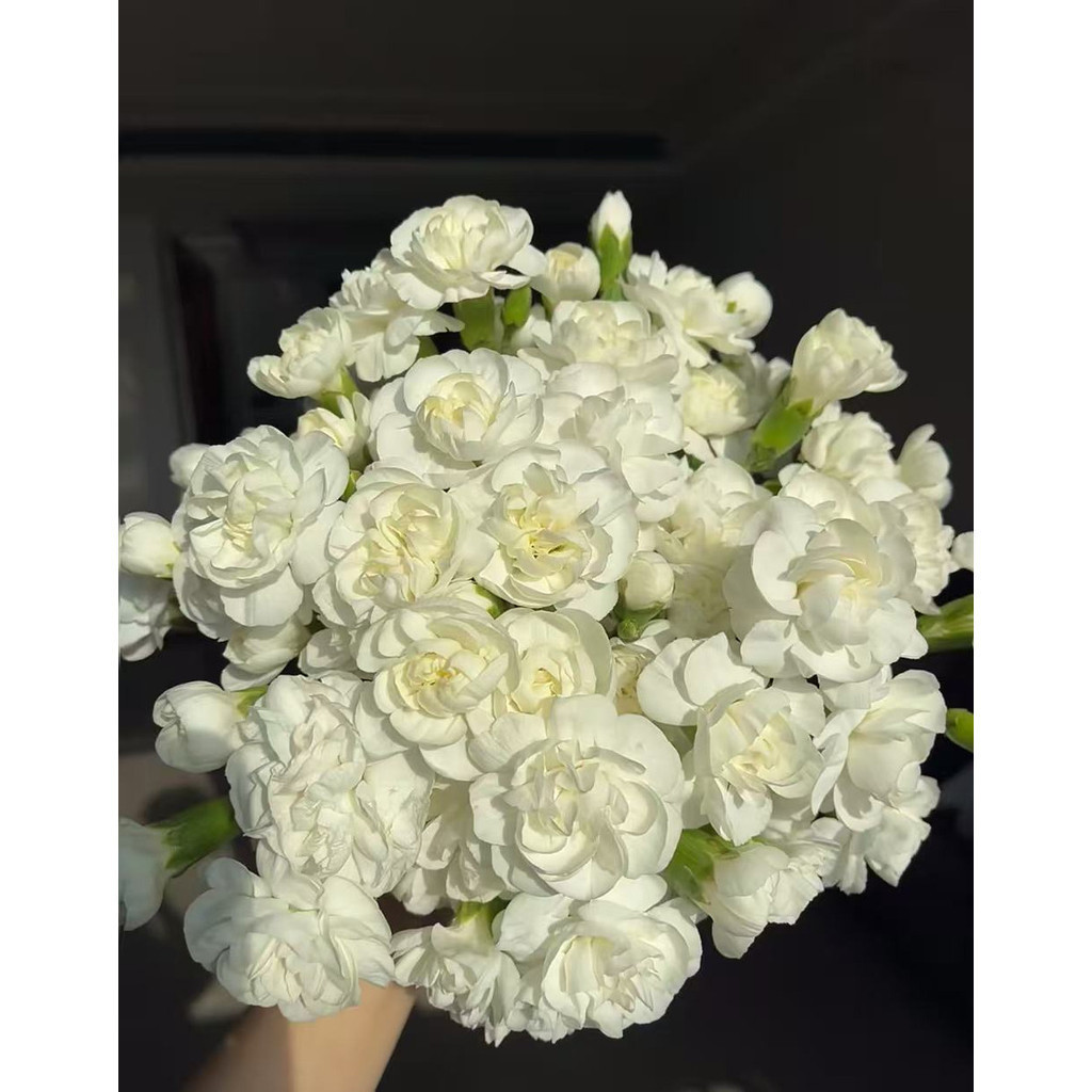 Fácil Cultivo 100 Sementes De Jasmim  Flores Perfumadas Para Jardim Envio Rápido Pronta Entrega