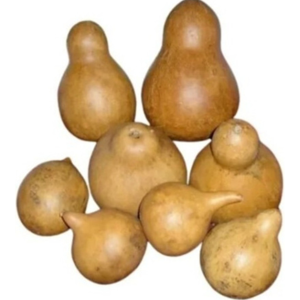 1000 Sementes De Cabaça Silueta em Oferta na Shopee