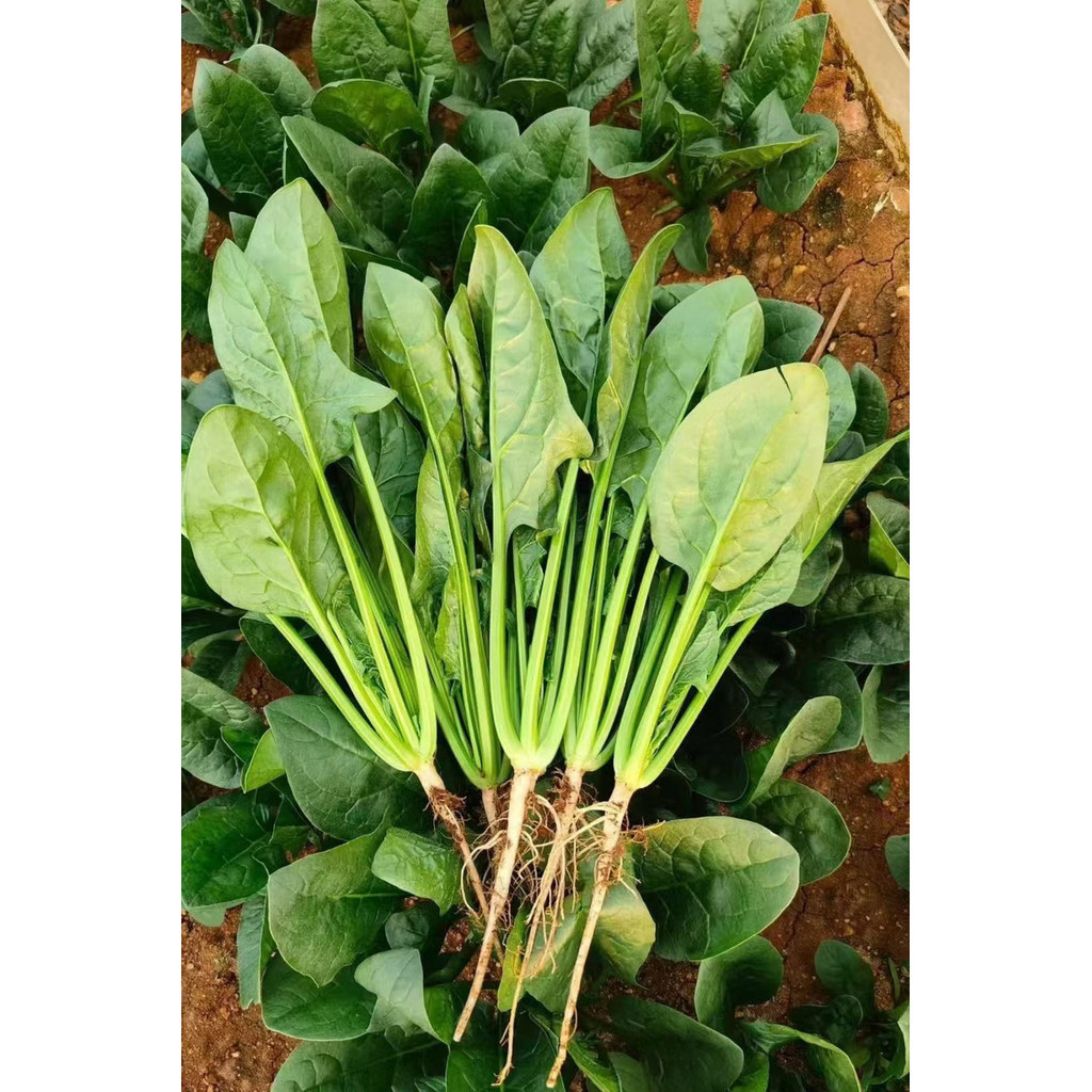 Fácil Cultivo 50 Sementes De Espinafre Envio Rápido Pronta Entrega Envio Rápido Pronta Entrega