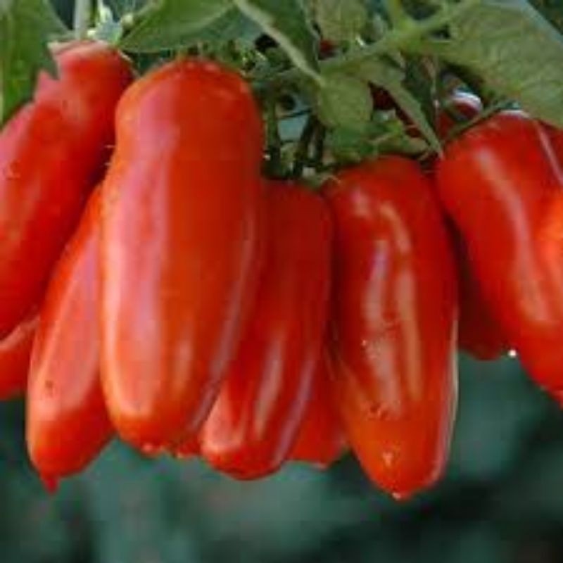 400 Sementes Tomate San Marzano Italiano alta precocidade. em Oferta na Shopee