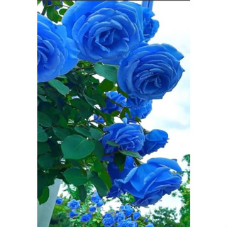 100 sements rosa trepadeiras azul com manual de cultivo V V em Oferta na Shopee