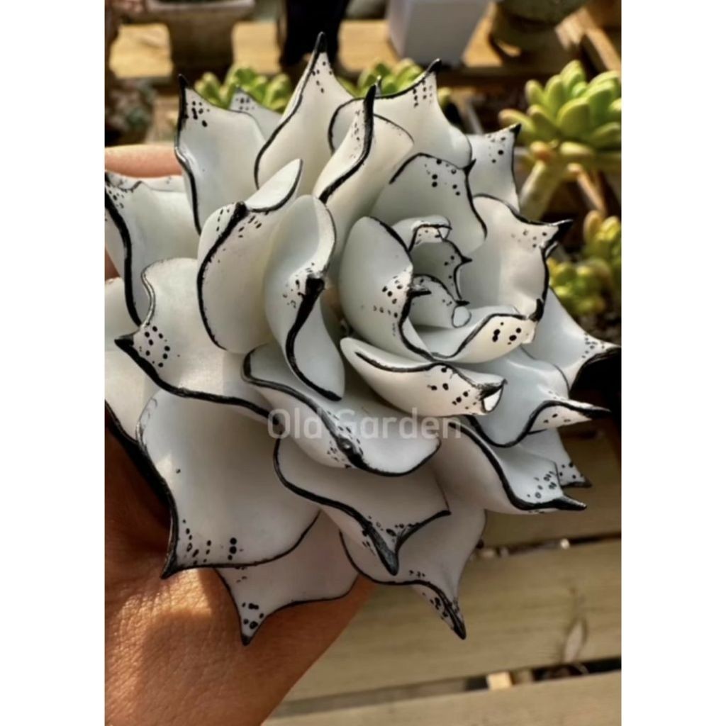 suculenta Aeonium arboreum (Tree Aeonium)100 Sementes de Com Manual de cultivo NV