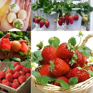 PROMOÇAO 200 Sementes de Morango Gigante para Plantio | Frutas Grandes, Doces e Suculentas | Fácil de Germinar | Jardim 