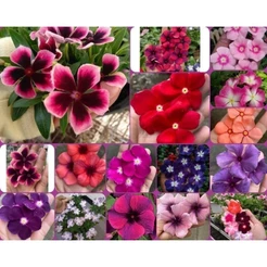 50 Sementes Vincas Madagascar Multicoloridas Cores Exóticas. Premium NV PROMOCÃO