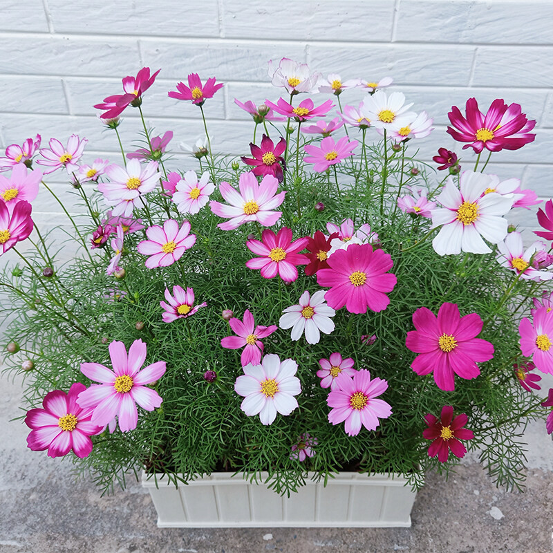 PROMOÇÃO sementes puras 200 500 Sementes [Original] Flor de Cosmos Fresca para Jardinagem (Cor Misturada)
