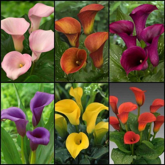 100 sementes copo de leite sortidos mix de especies com manual de cultivo em Oferta na Shopee