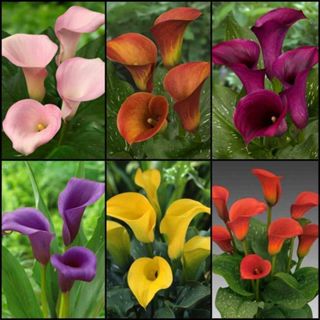 100 sementes copo de leite sortidos mix de especies com manual de cultivo em Oferta na Shopee