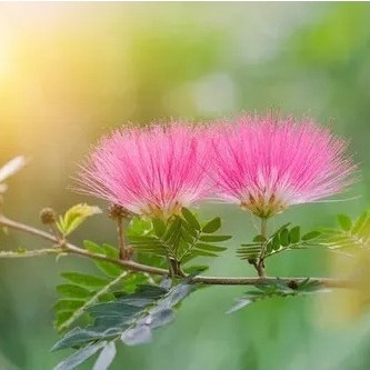 30 sementes de Caliandra Brevipes na cor Rosa para horta e jardim