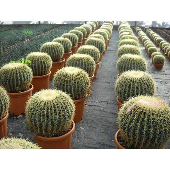 100 sements cacto poltrona de sogra com manual de cultivo