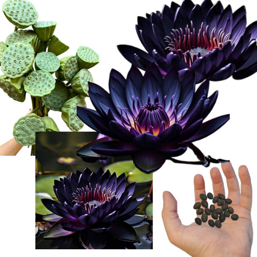 10 sementes Flor de Lótus Noturna (Nelumbo obsidiana) com manual de cultivo