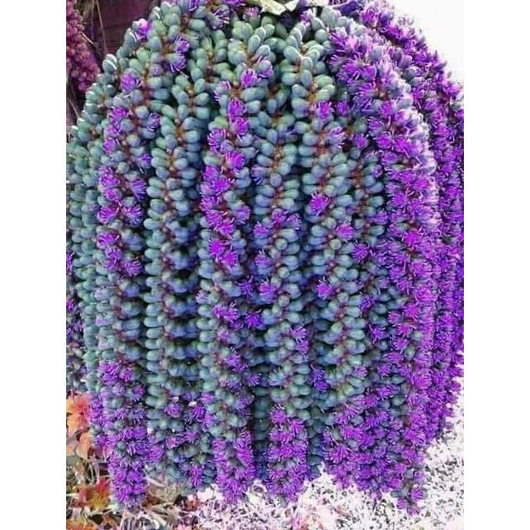 sucullenta Sedum Morgana100 Sementes de Com Manual de cultivo NV