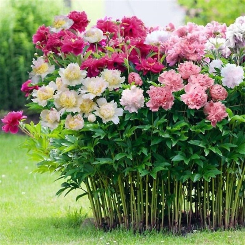Jardim Colorido Sementes de Peônia Dupla Rara 10 Sementes Paeonia Suffruticosa Sementes de Flores Jardim