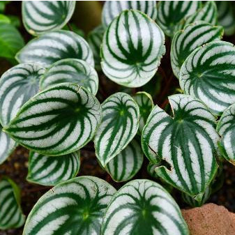 Sementes premium 100 Sementes De Peperomia Melancia - y1