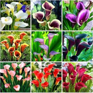 100 sementes copo de leite sortidos mix de especies com manual de cultivo em Oferta na Shopee