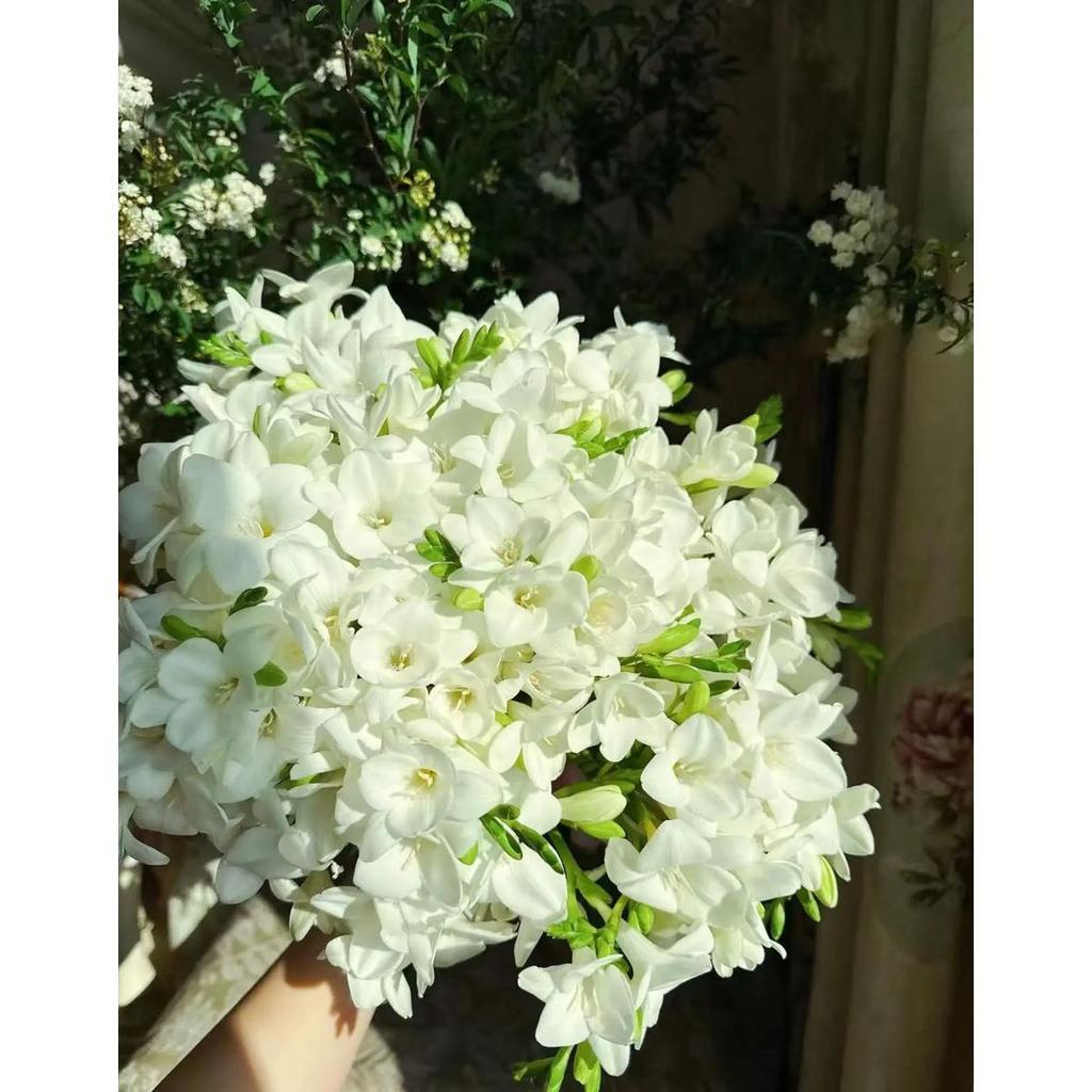Sementes Original 30 Sementes De Freesia  Flores Perfume Suave