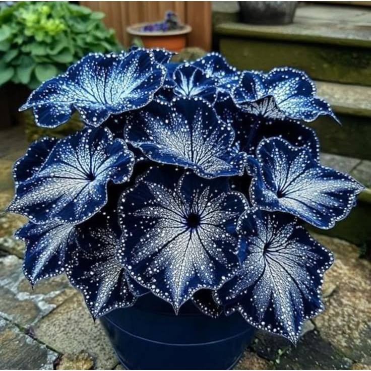 Caladium maxima aurelia 100 sementes com manual de cultivo  PROMO