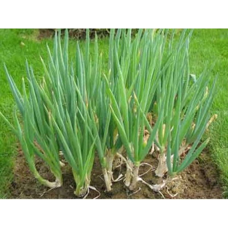 PROMOÇÃO 200 Sementes de Cebolinha Cheiro Verde.