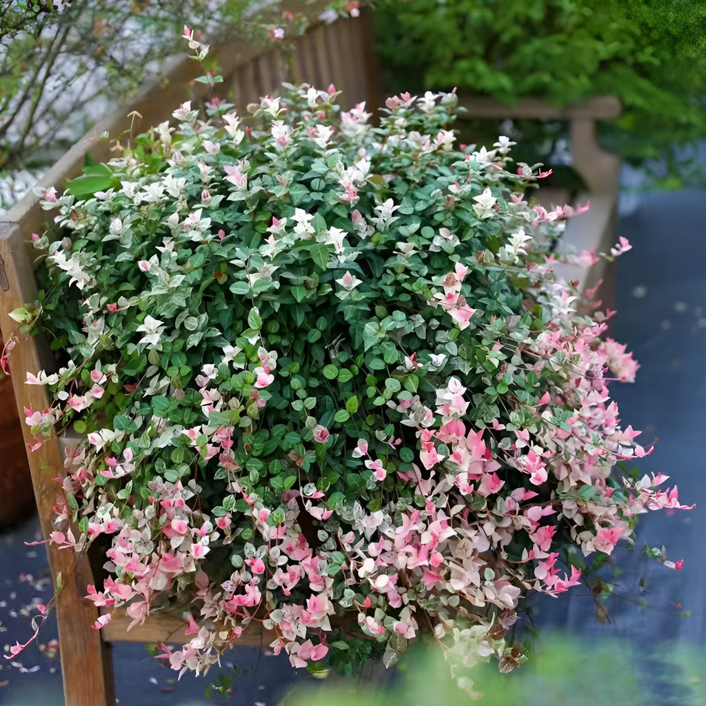 Sementes naturais  Jardim Perfumado: Jasmim-manga E Gardênia crescimento garantido