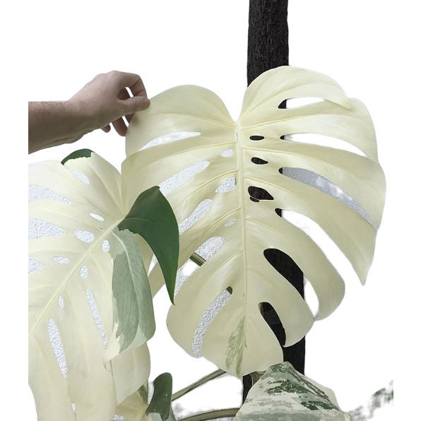 200 Sementes Monstera Branca Variegata + Manual de Cultivo | Fácil Germinar | Envio Rápido Shopee BR