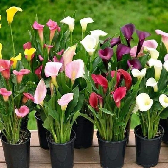 100 sementes copo de leite sortidos mix de especies com manual de cultivo