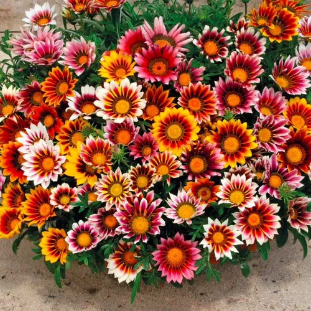 Cultivo Caseiro Cultivo Caseiro 30 Sementes Gazania Ringens Africa Importada P/ Mudas y0 ll para horta e jardim para hor