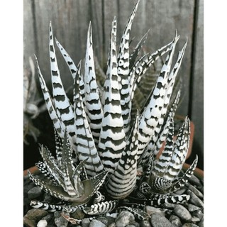 aloe vera zebrada100 Sementes de Com Manual de cultivo NV NV
