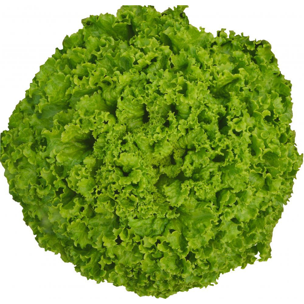 2000 sementes de Alface Crespa Super Grande Peletizada - De Bolinhas - MOANA em Oferta na Shopee