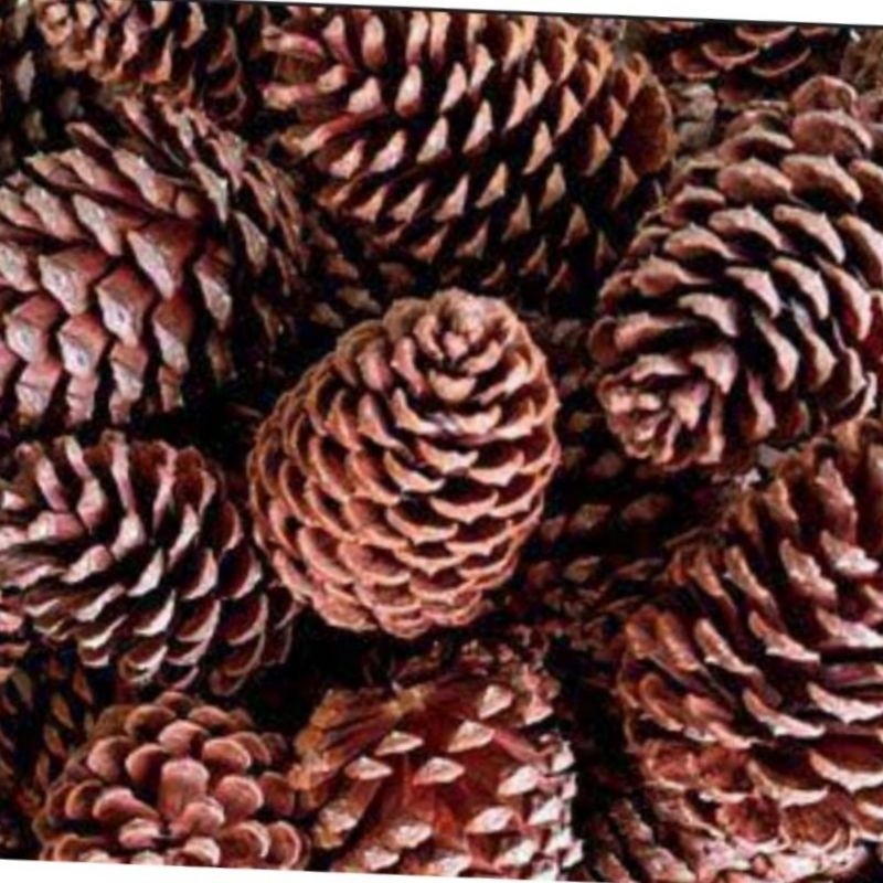 KIT COM 30 PINHAS PARA DECORAR SUA ARVORE DE NATAL em Oferta na Shopee