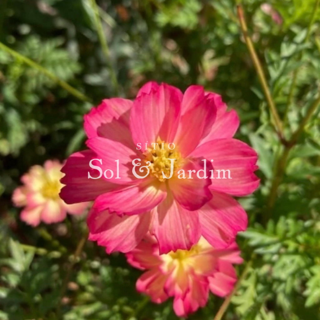 PROMOÇÃO 30 Sementes de Cosmos Blush - Cosmos Rosa e Dobrado - Variedade nova e rara - Ideal para jardim e abelhass a