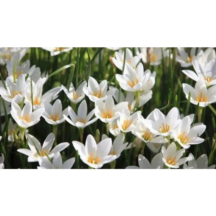 lirio do vento zaphyranthes 100 sementes com manual de cultivo NV em Oferta na Shopee