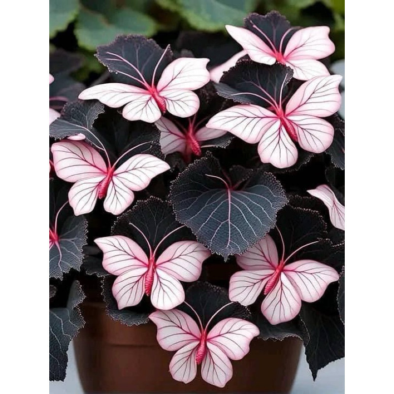 100 Sementes Begônia Borboleta Buttlerpink ENVIO RÁPIDO I PROMO em Oferta na Shopee