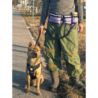 Cão de estimação treinamento cintura saco ao ar livre cão andando lanche saco gato cão esportes portátil mochila multifu