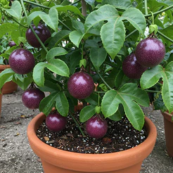 Semeie: Pacote 30 sementes maracuja roxo para vasos II para horta e jardim para horta caseira