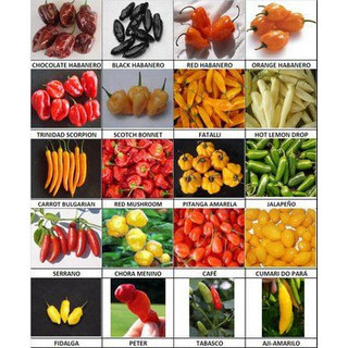 100 sements pimentas sortidas mix especies com manual de cultivo II NV