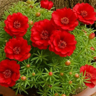 Sementes Flor Onze Horas Dobrada Sortida em Oferta na Shopee